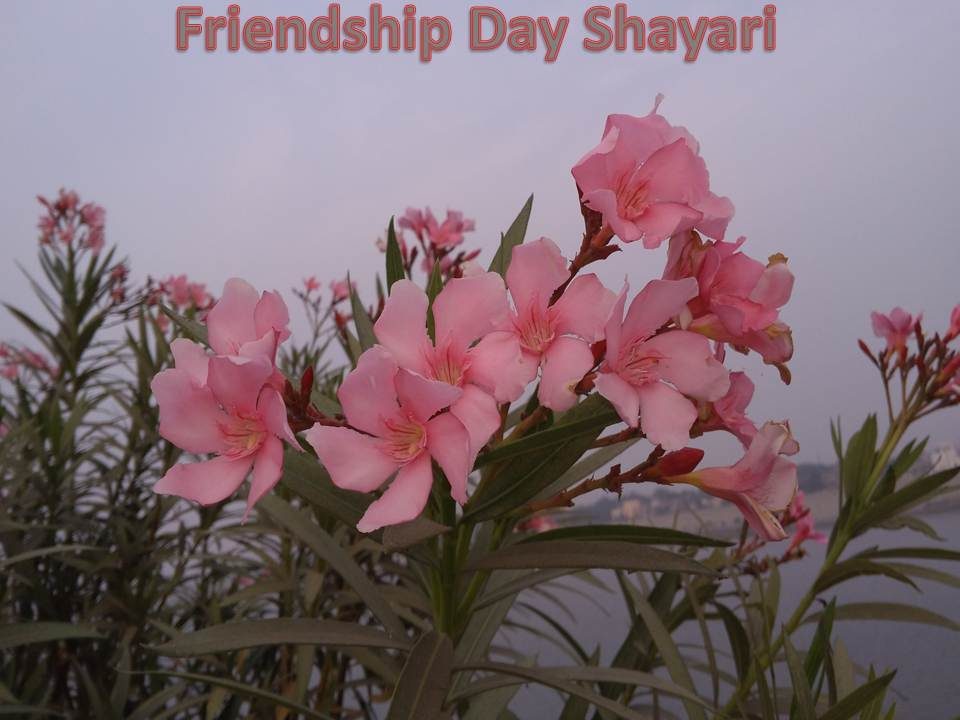 happy friendship day shayari hindi