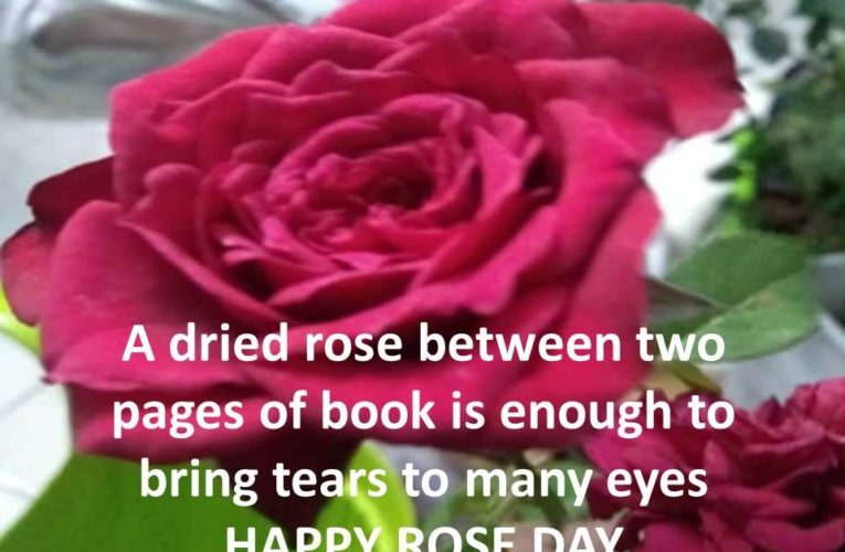 Rose Day Quotes | Images for Friends Lovers for Rose Day 2024